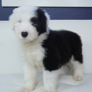 Old English Sheepdog Puppy Artie