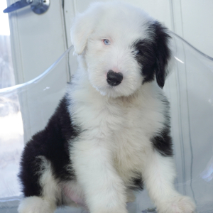 Old English Sheepdog Puppy Artie