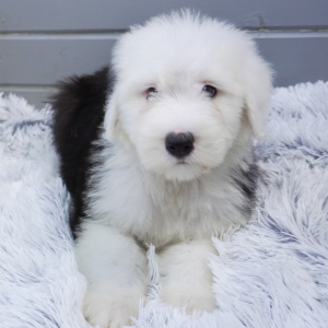 Old English Sheepdog Puppy Bizzy