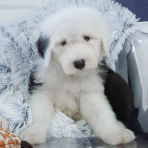 Old English Sheepdog Puppy Bizzy