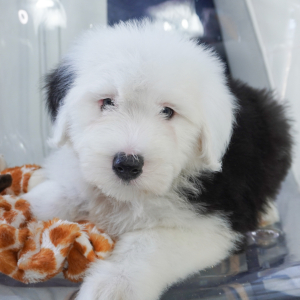 Old English Sheepdog Puppy Bizzy