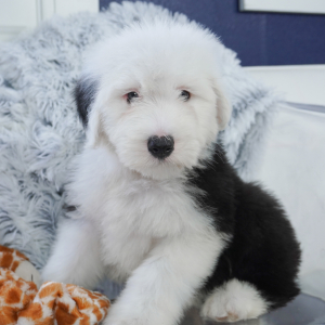 Old English Sheepdog Puppy Bizzy