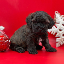 Cockapoo Puppy Spice