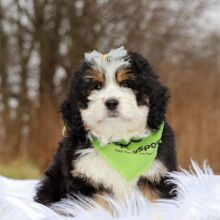Bernedoodle Puppy Claire