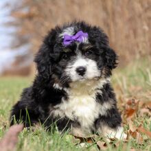Bernedoodle Puppy Mae