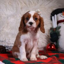 Cavalier King Charles Spaniel Puppy Juliette