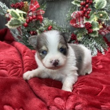 Pomeranian Puppy Wesley