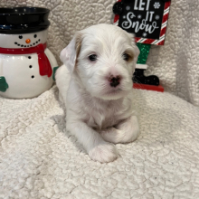 Goldendoodle Puppy Lil Winter