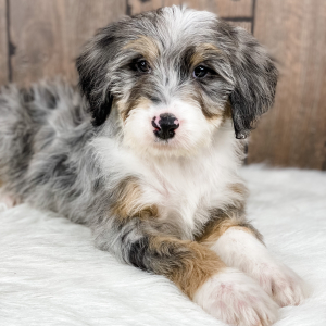 Bernedoodle Puppy Josie