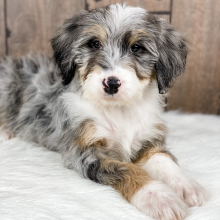 Bernedoodle Puppy Josie