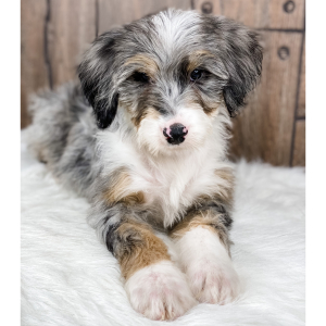 Bernedoodle Puppy Josie