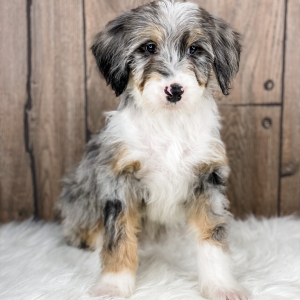 Bernedoodle Puppy Josie