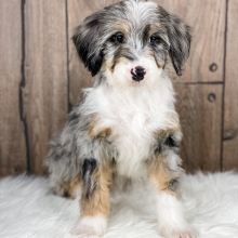 Bernedoodle Puppy Josie
