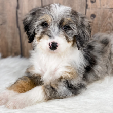 Bernedoodle Puppy Josie