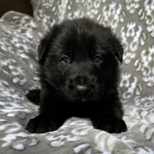 German Shepherd Dog Puppy Alpha