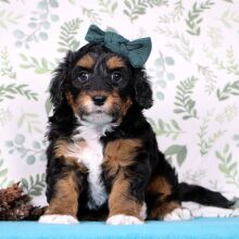 Aussiedoodle Puppy Kylie