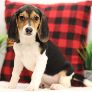 Beagle Puppy Brenna