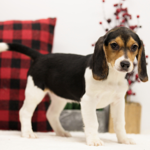 Beagle Puppy Brenna