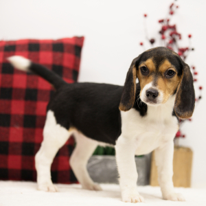 Beagle Puppy Brenna