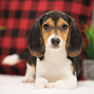 Beagle Puppy Brenna