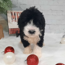 Portuguese Water Dog Puppy Leo