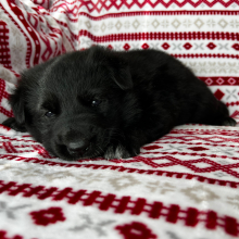 German Shepherd Dog Puppy Ava