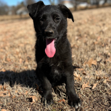German Shepherd Dog Puppy Ava