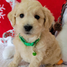 Goldendoodle Puppy Elf