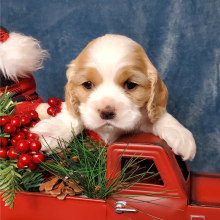 Cocker Spaniel Puppy Flannel
