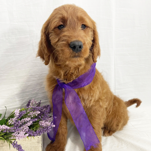 Goldendoodle Puppy Abby