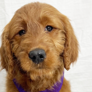 Goldendoodle Puppy Abby
