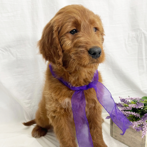 Goldendoodle Puppy Abby