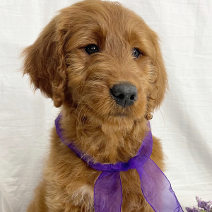 Goldendoodle Puppy Abby