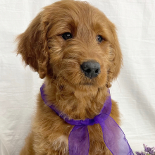 Goldendoodle Puppy Abby