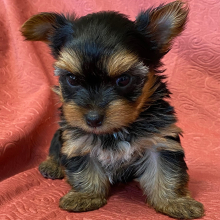 Yorkshire Terrier Puppy Jax
