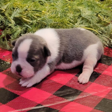 French Bulldog Puppy Brett