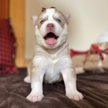 Siberian Husky Puppy Cinnamon