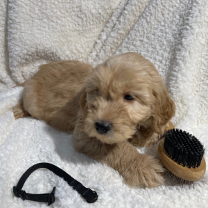 Goldendoodle Puppy Buster