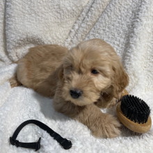 Goldendoodle Puppy Buster