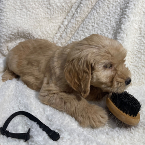 Goldendoodle Puppy Buster