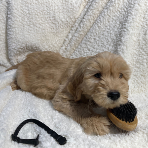 Goldendoodle Puppy Buster