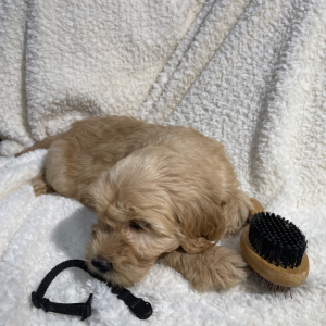 Goldendoodle Puppy Buster