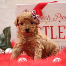 Poodle Puppy Abby