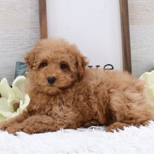 Poodle Puppy Abby