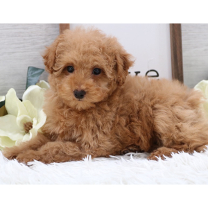 Poodle Puppy Abby