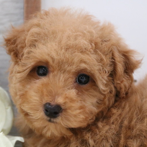 Poodle Puppy Abby