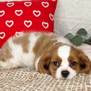 Cavalier King Charles Spaniel Puppy Seth