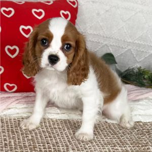 Cavalier King Charles Spaniel Puppy Seth