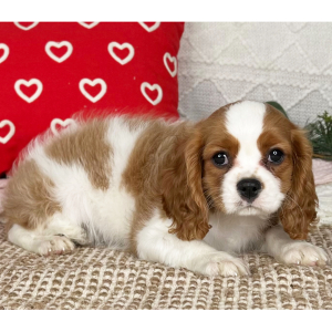 Cavalier King Charles Spaniel Puppy Seth