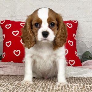 Cavalier King Charles Spaniel Puppy Seth